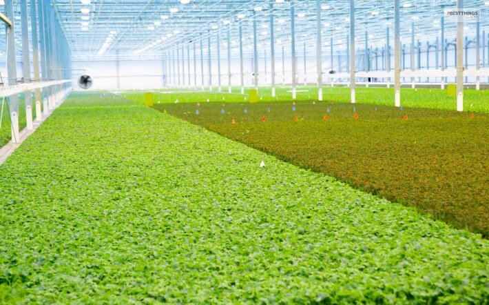 eight-of-the-top-vertical-farming-companies-in-the-world