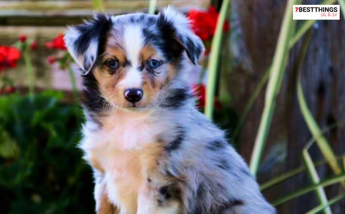 Mini Australian Shepherd