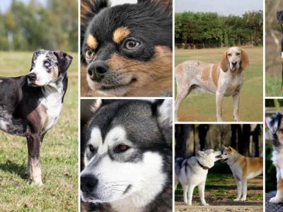 Top 7 Dogs Breeds