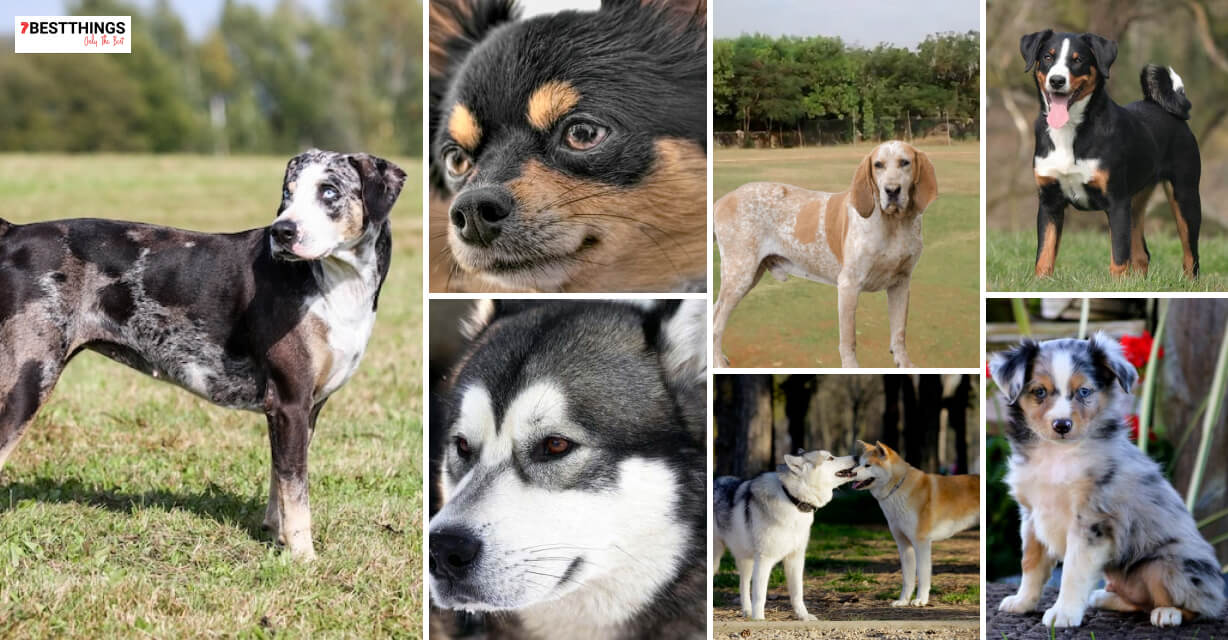 Top 7 Dogs Breeds You Should Know (With Pictures)