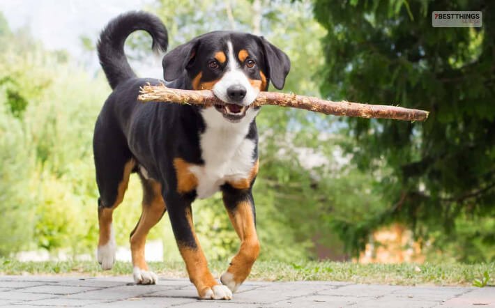 Appenzeller Sennenhund Loves To Workout