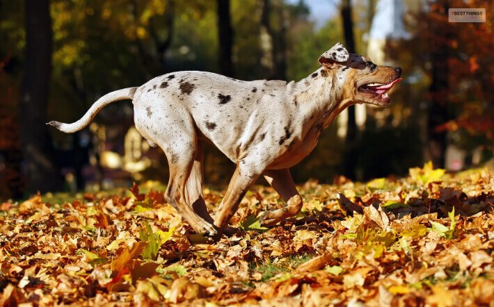 American Hounds Are Full Of Energy