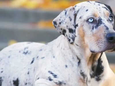 American Leopard Hound