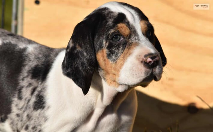 American Leopard Hounds Are Not American