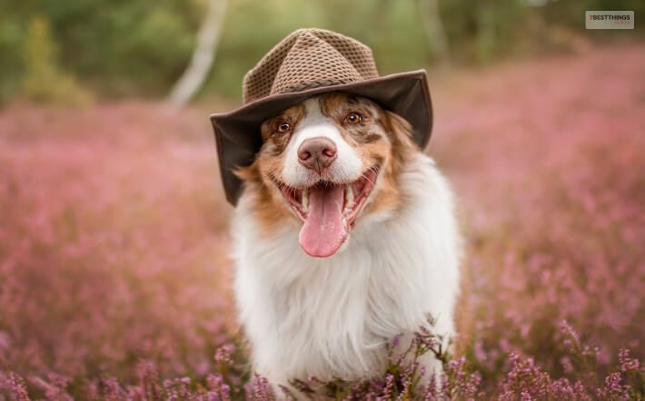 Fun Facts About Mini Australian Shepherd