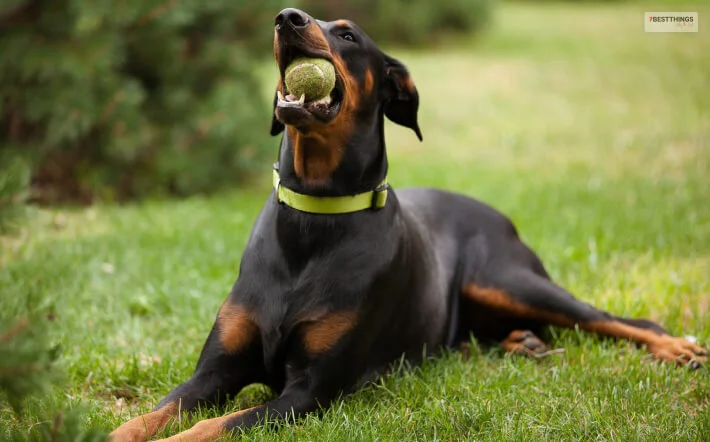 Rottweilers Were On The Brink Of Extinction