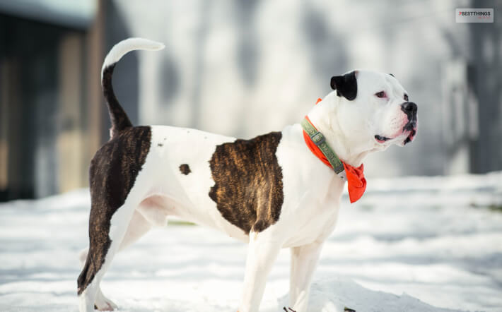 That's How The American Bulldogs Came To America