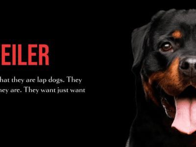 rottweiler Description, Temperament, Images, Breeds And Fact